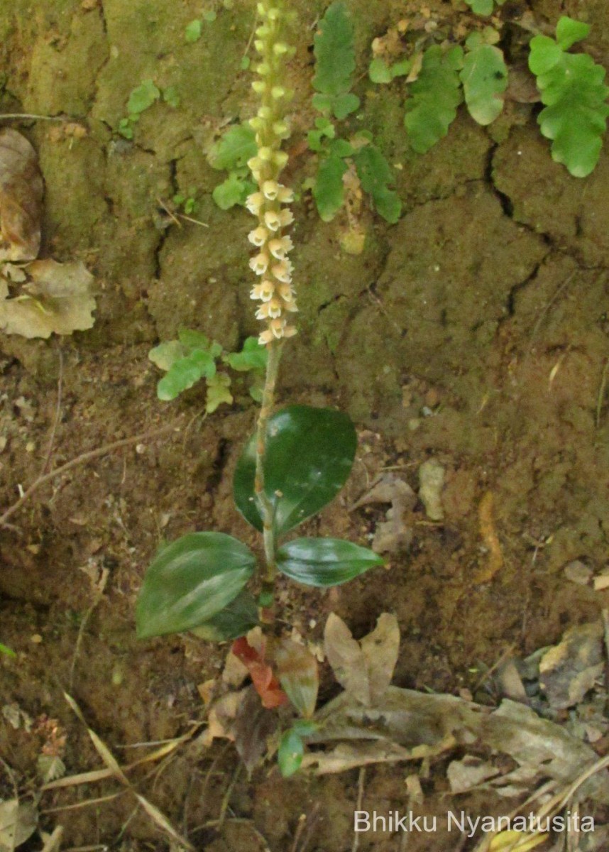 Hetaeria gardneri (Thwaites) Trimen